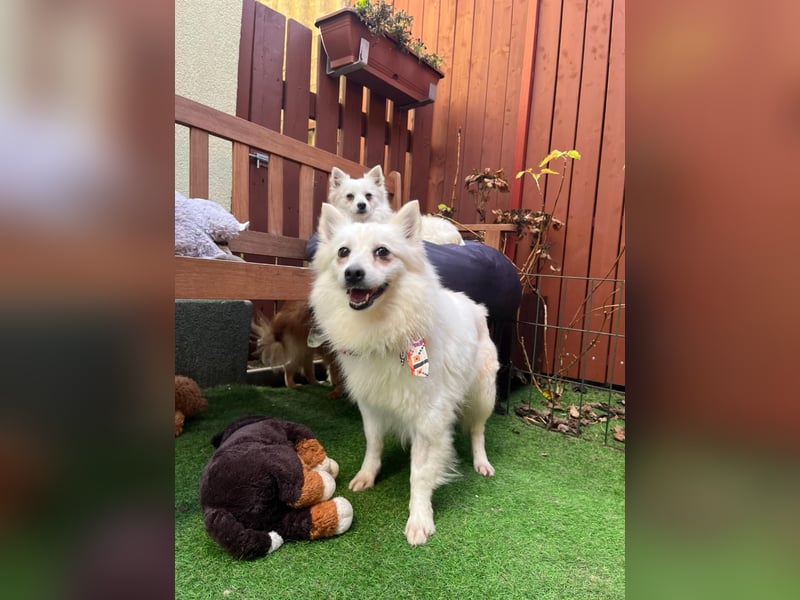 Amy SR – Kleines Energiebündel mit großem Herz sucht sportliche Menschen