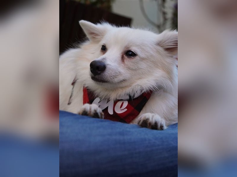 Ted SR – Sensibler Spitz sucht einfühlsames Zuhause