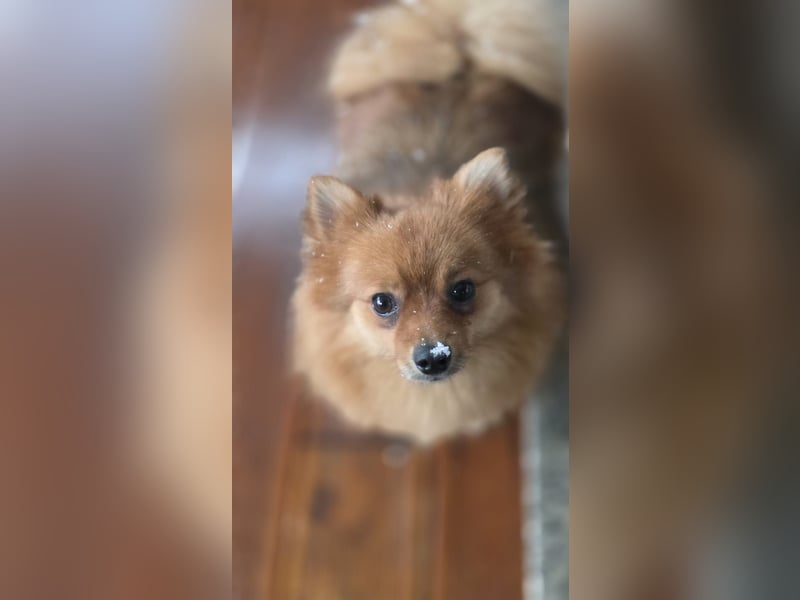 Nico SR – Kleiner Schatz sucht Liebe! 