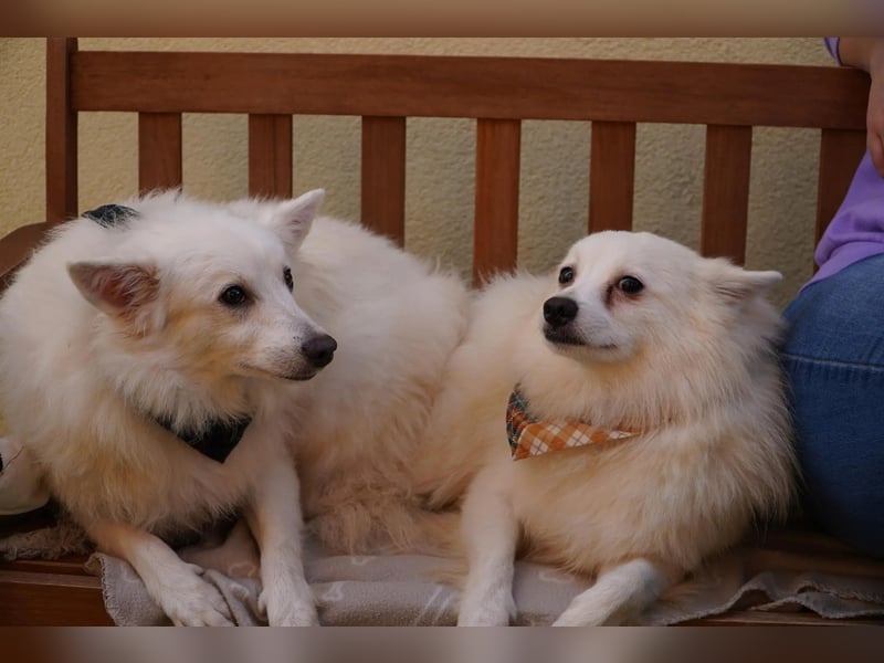 Timm-SR – Schatz sucht Liebe und Vertrauen!