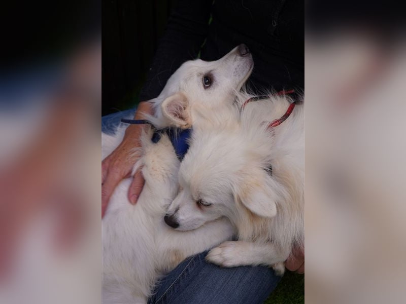 Ted SR – Sensibler Spitz sucht einfühlsames Zuhause