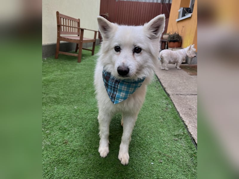 Kody SR- Gelassener Gentleman sucht sein Glück!