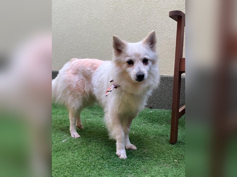 Amy SR – Kleines Energiebündel mit großem Herz sucht sportliche Menschen