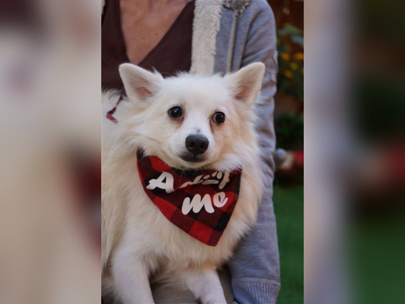 Ted SR – Sensibler Spitz sucht einfühlsames Zuhause