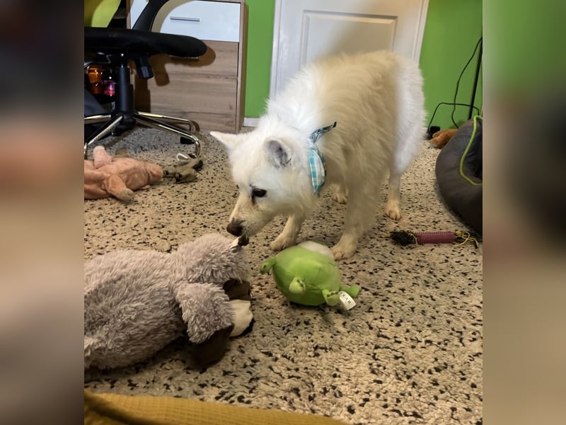 Kody SR- Gelassener Gentleman sucht sein Glück!