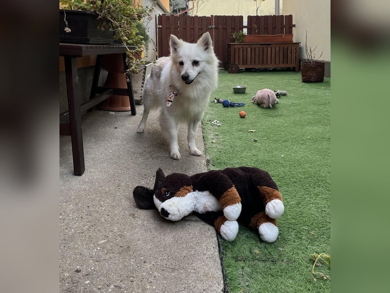 Amy SR – Kleines Energiebündel mit großem Herz sucht sportliche Menschen