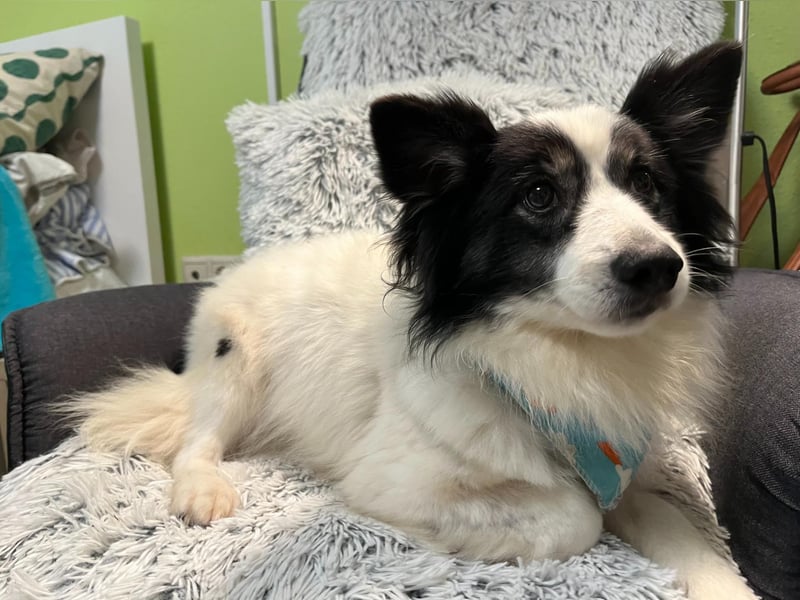 Jerry SR- Gutmütiger Sonnenschein sucht Zuhause