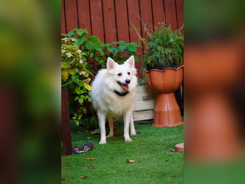 Timm-SR – Schatz sucht Liebe und Vertrauen!