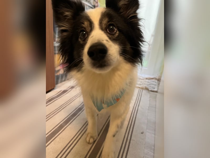 Jerry SR- Gutmütiger Sonnenschein sucht Zuhause