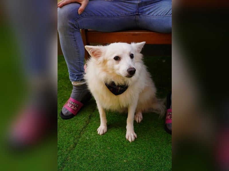 Timm-SR – Schatz sucht Liebe und Vertrauen!