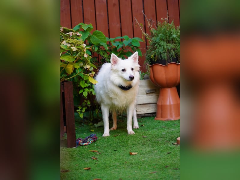 Timm-SR – Schatz sucht Liebe und Vertrauen!