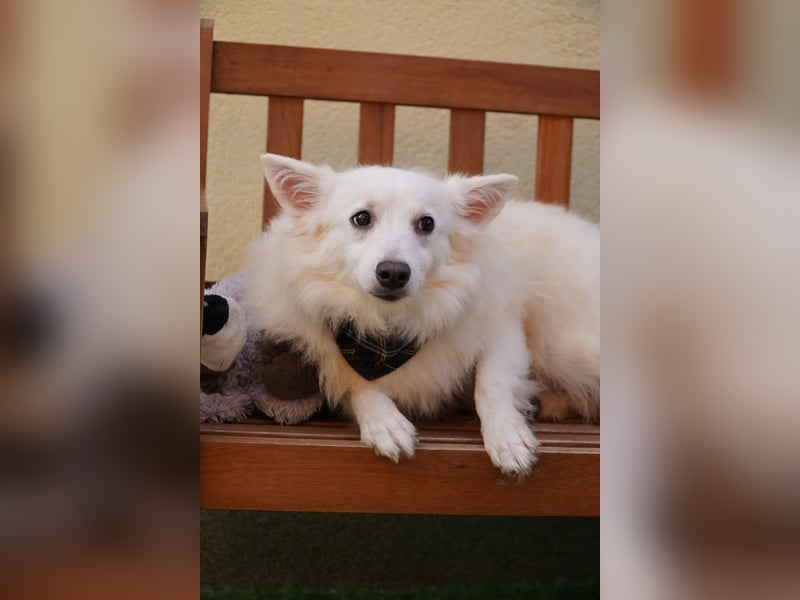 Timm-SR – Schatz sucht Liebe und Vertrauen!