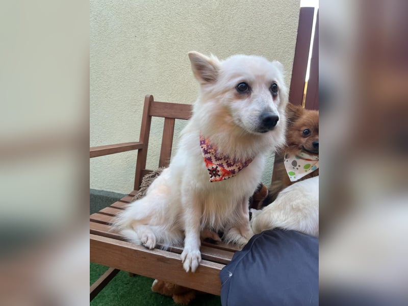 Amy SR – Kleines Energiebündel mit großem Herz sucht sportliche Menschen