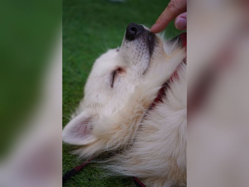 Ted SR – Sensibler Spitz sucht einfühlsames Zuhause