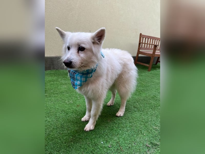 Kody SR- Gelassener Gentleman sucht sein Glück!