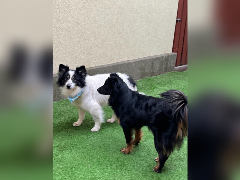 Jerry SR- Gutmütiger Sonnenschein sucht Zuhause