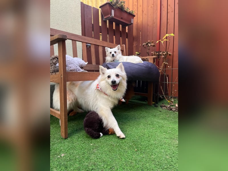 Amy SR – Kleines Energiebündel mit großem Herz sucht sportliche Menschen