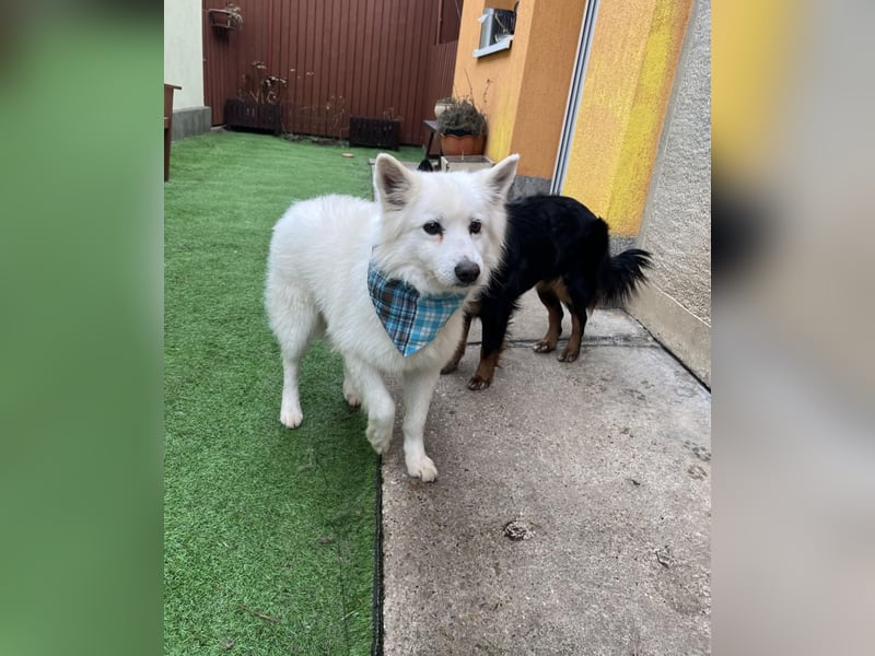 Kody SR- Gelassener Gentleman sucht sein Glück!