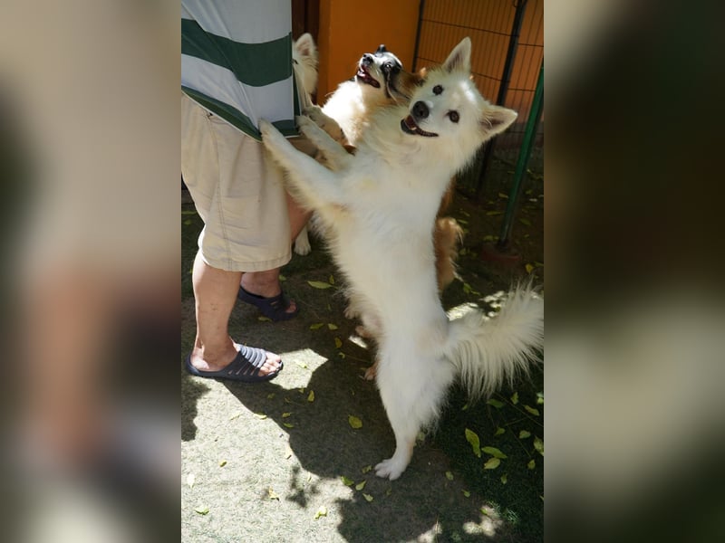 Kody SR- Gelassener Gentleman sucht sein Glück!