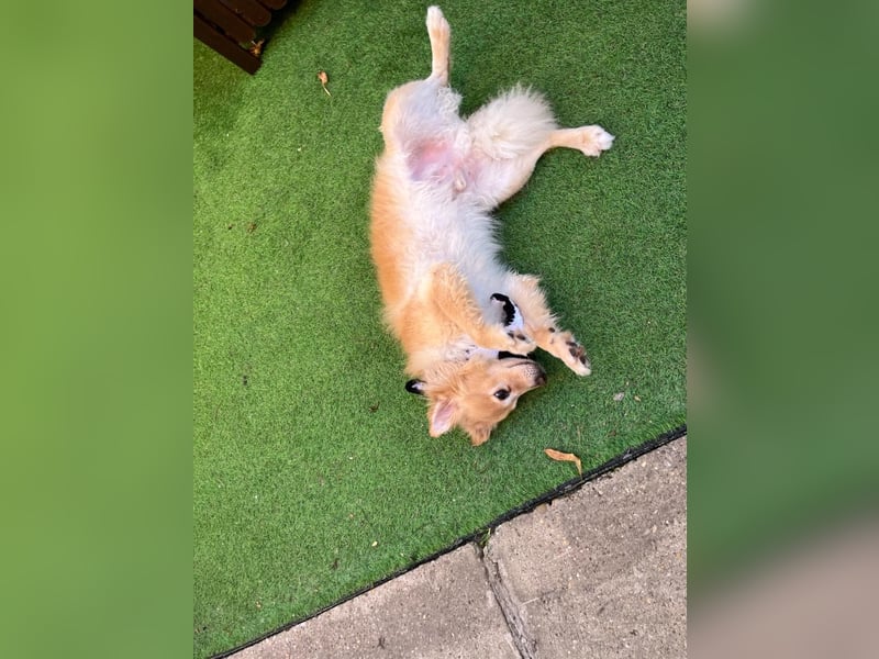 Barney SR– süßer Rüde mit jugendlichem Wesen