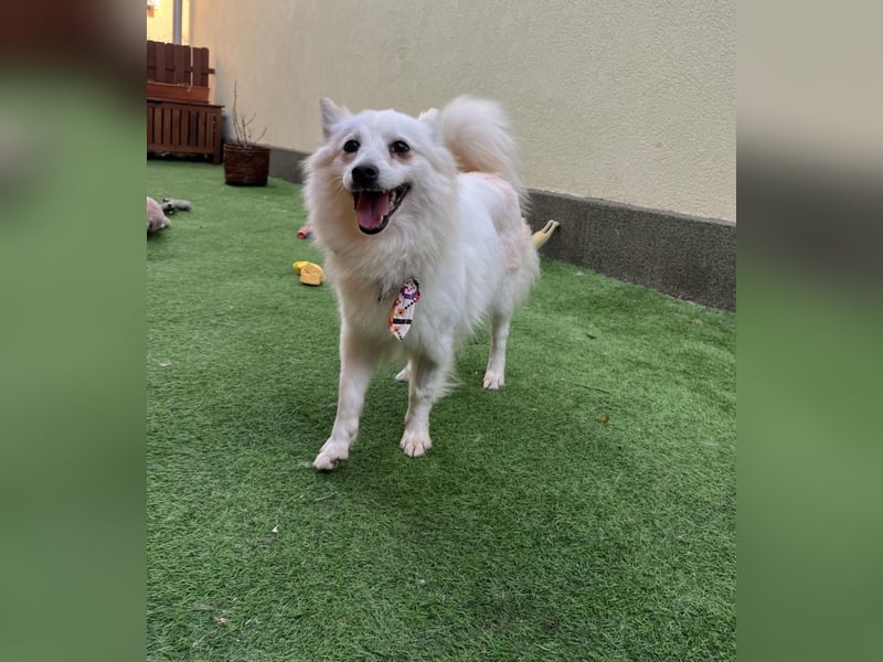 Amy SR – Kleines Energiebündel mit großem Herz sucht sportliche Menschen