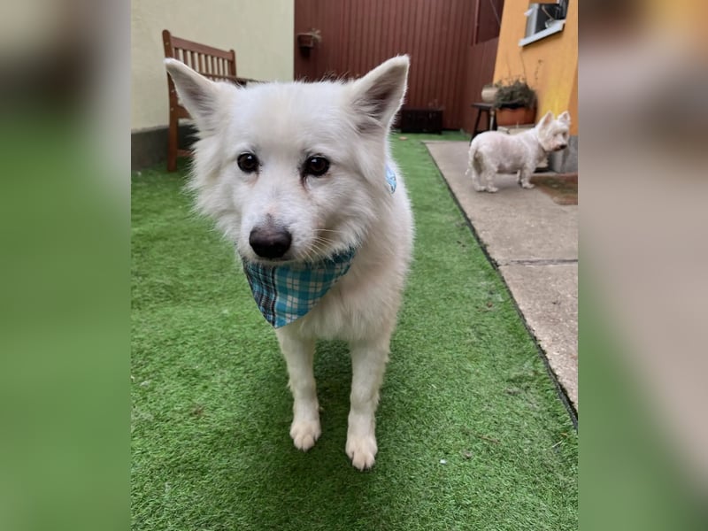 Kody SR- Gelassener Gentleman sucht sein Glück!