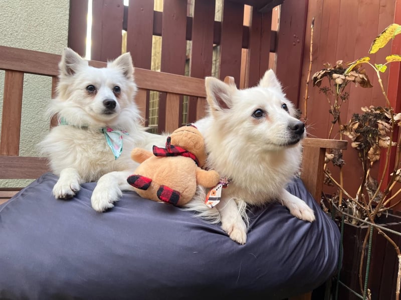 Amy SR – Kleines Energiebündel mit großem Herz sucht sportliche Menschen