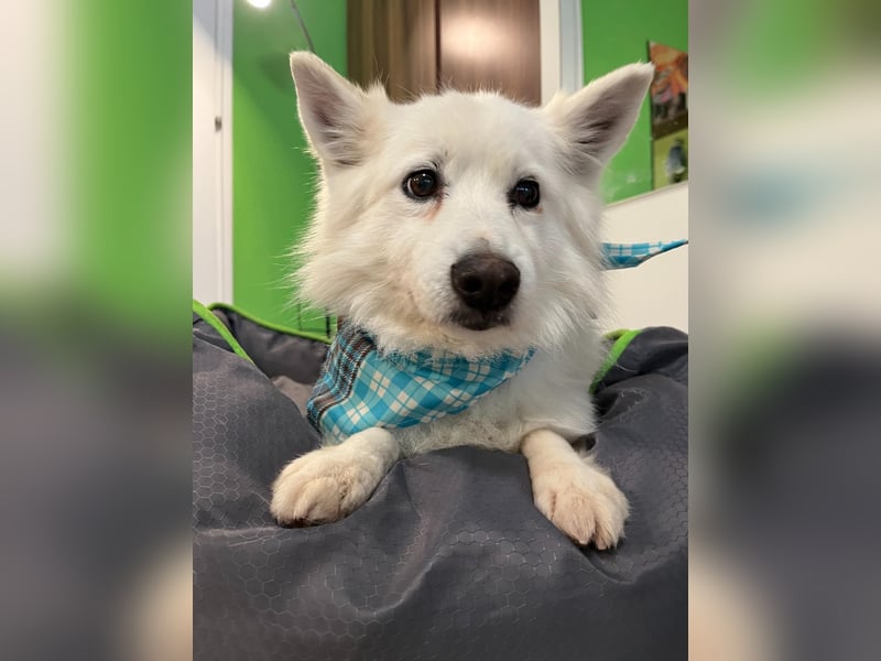 Kody SR- Gelassener Gentleman sucht sein Glück!