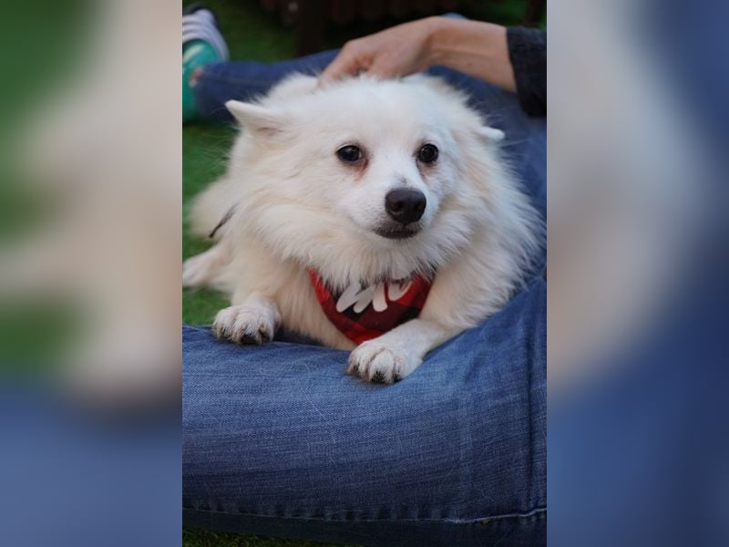 Ted SR – Sensibler Spitz sucht einfühlsames Zuhause