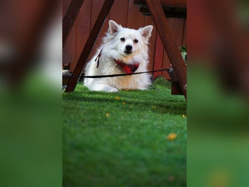 Ted SR – Sensibler Spitz sucht einfühlsames Zuhause