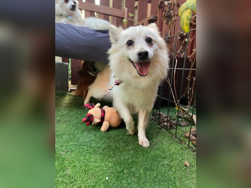 Amy SR – Kleines Energiebündel mit großem Herz sucht sportliche Menschen