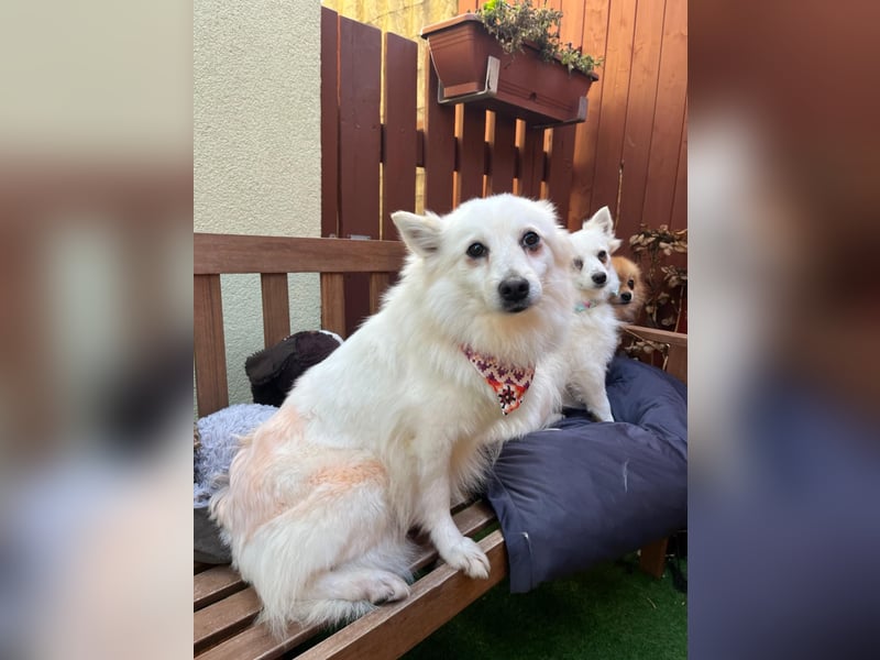 Amy SR – Kleines Energiebündel mit großem Herz sucht sportliche Menschen