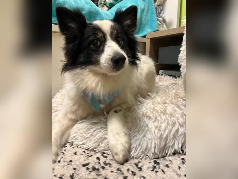 Jerry SR- Gutmütiger Sonnenschein sucht Zuhause