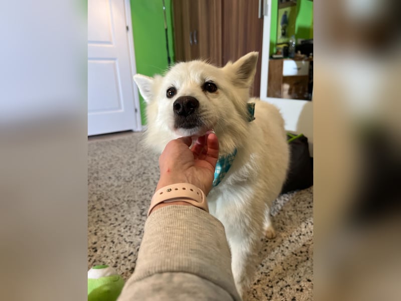 Kody SR- Gelassener Gentleman sucht sein Glück!