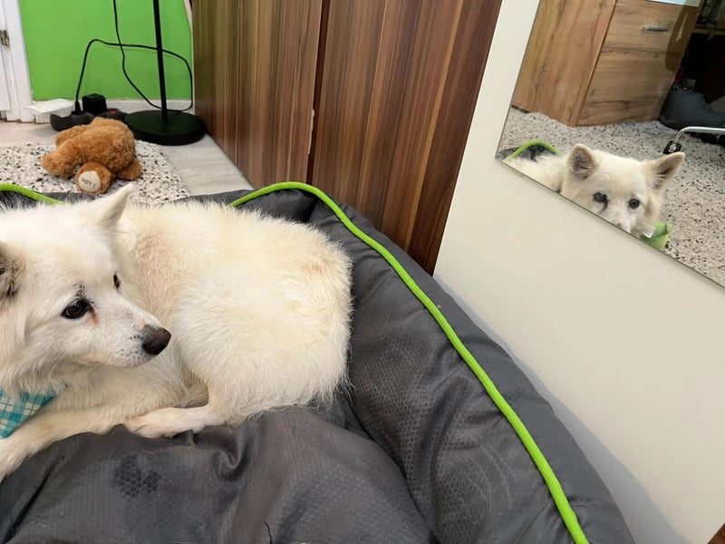 Kody SR- Gelassener Gentleman sucht sein Glück!