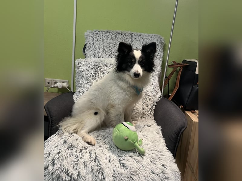 Jerry SR- Gutmütiger Sonnenschein sucht Zuhause