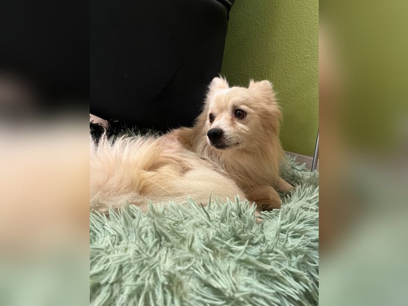 Maddox SR - Kuschelbär möchte Auftauen