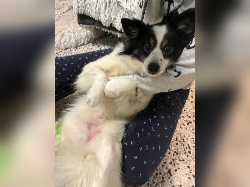 Jerry SR- Gutmütiger Sonnenschein sucht Zuhause