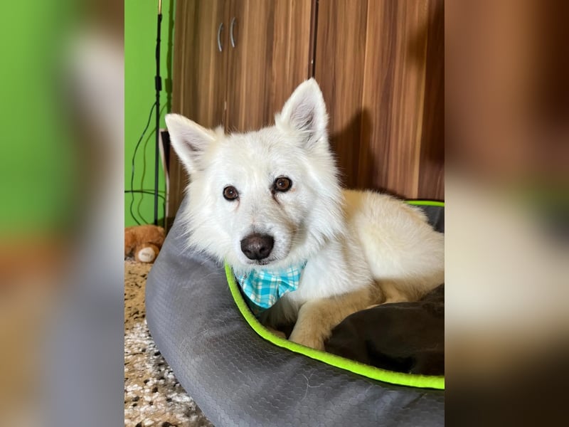 Kody SR- Gelassener Gentleman sucht sein Glück!