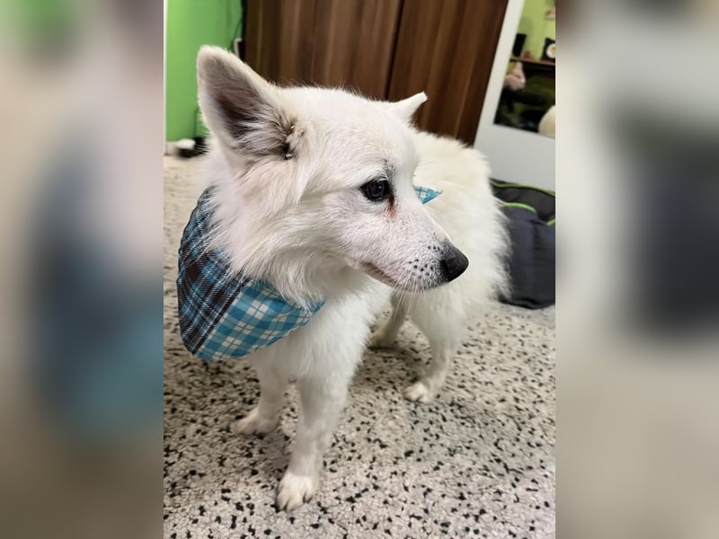 Kody SR- Gelassener Gentleman sucht sein Glück!