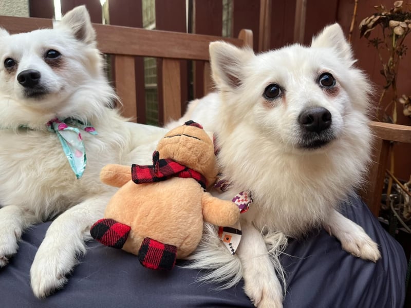 Amy SR – Kleines Energiebündel mit großem Herz sucht sportliche Menschen