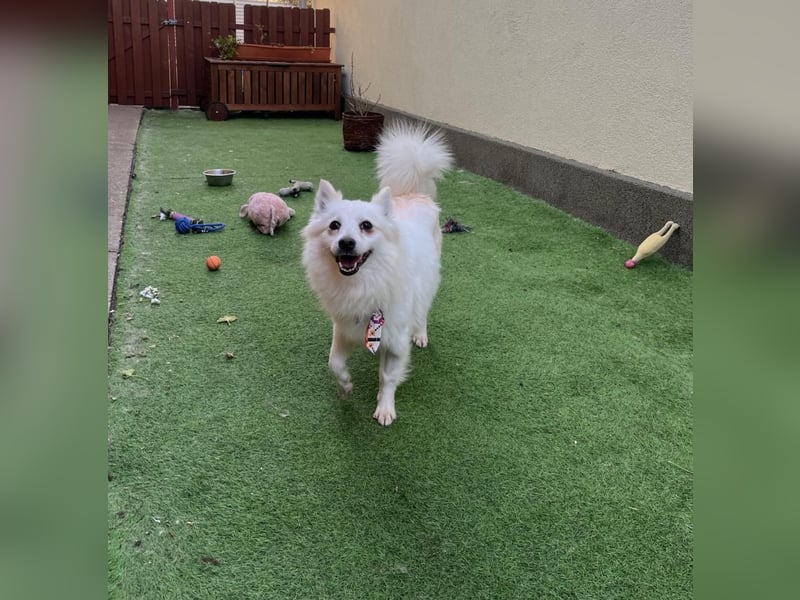 Amy SR – Kleines Energiebündel mit großem Herz sucht sportliche Menschen