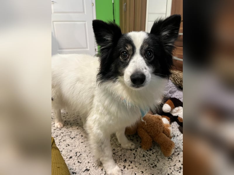 Jerry SR- Gutmütiger Sonnenschein sucht Zuhause