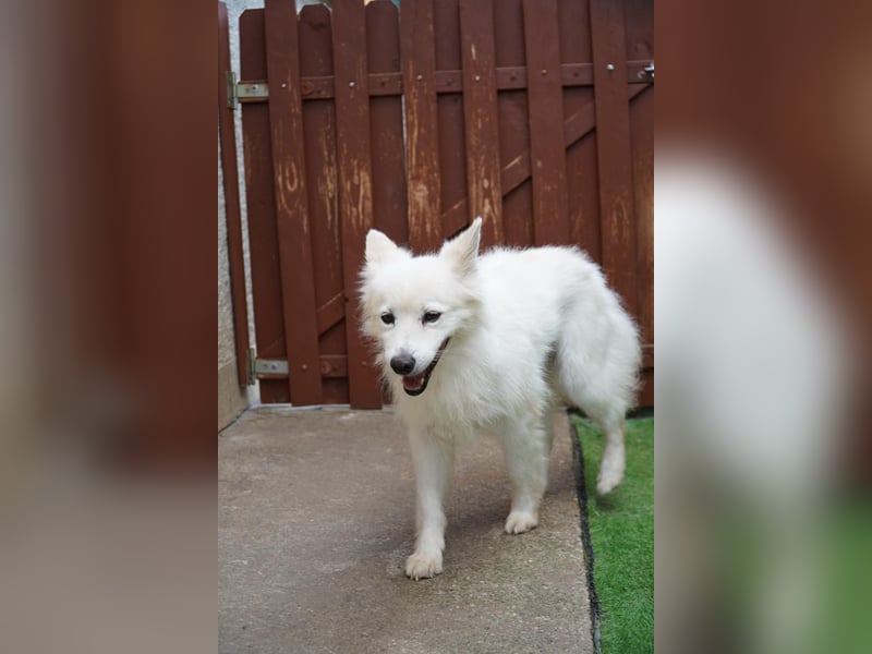 Kody SR- Gelassener Gentleman sucht sein Glück!