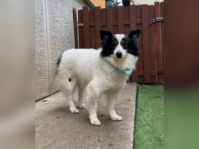 Jerry SR- Gutmütiger Sonnenschein sucht Zuhause