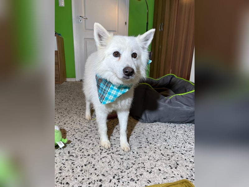 Kody SR- Gelassener Gentleman sucht sein Glück!