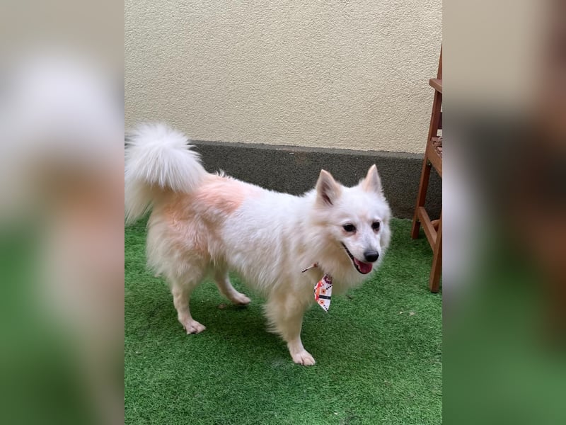 Amy SR – Kleines Energiebündel mit großem Herz sucht sportliche Menschen