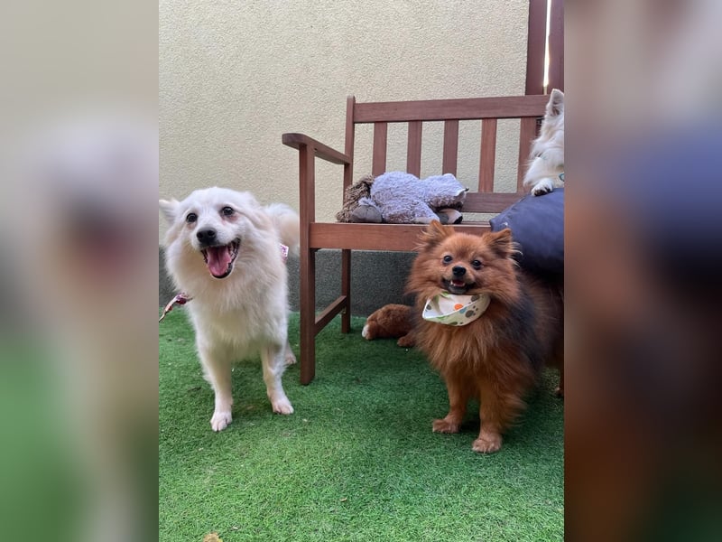 Amy SR – Kleines Energiebündel mit großem Herz sucht sportliche Menschen