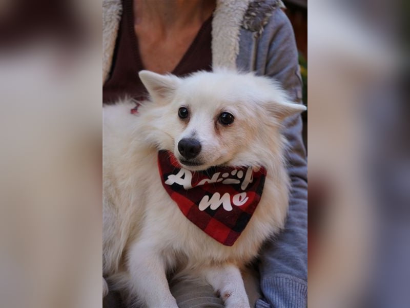 Ted SR – Sensibler Spitz sucht einfühlsames Zuhause