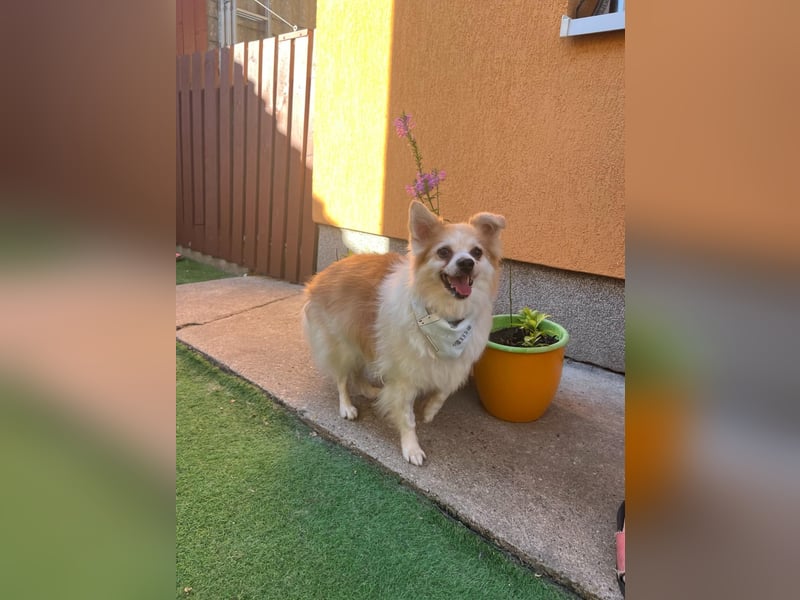 Cosmo SR– älterer Herr sucht gemütliches Sofa